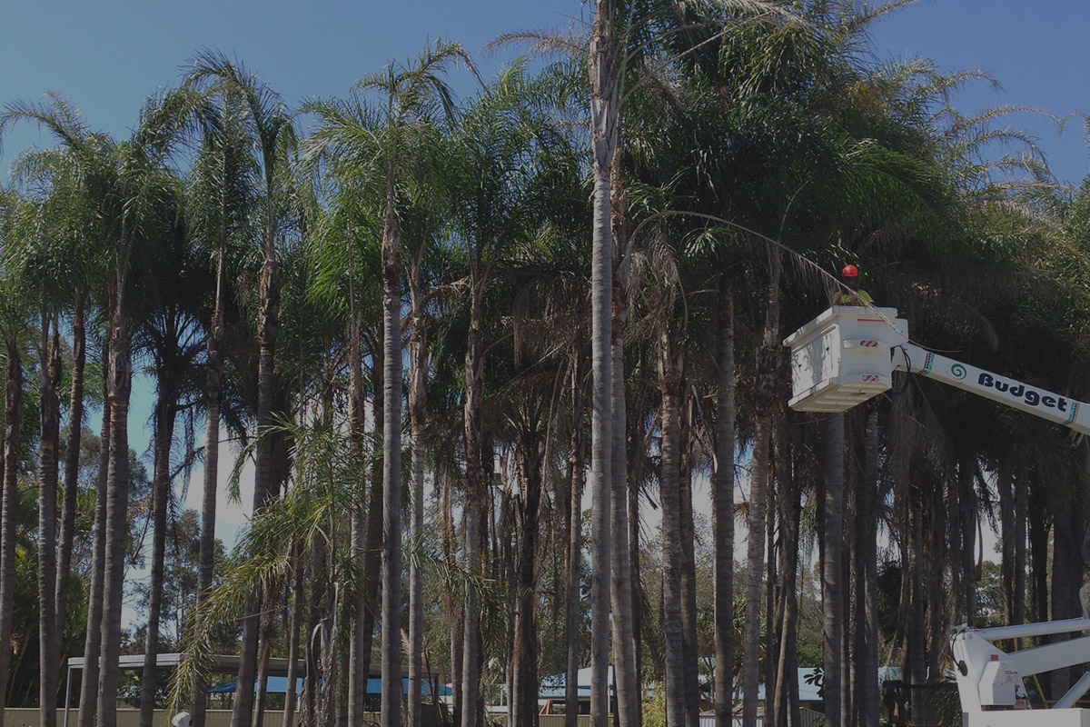 Budget Tree Service Professional vegetation management